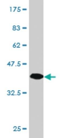 Monoclonal Anti-ITM2B antibody produced in mouse