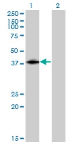 Monoclonal Anti-ISL2 antibody produced in mouse