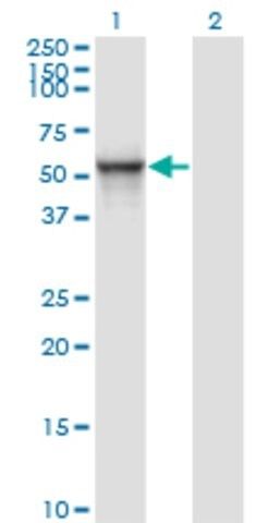 Monoclonal Anti-ITFG2 antibody produced in mouse