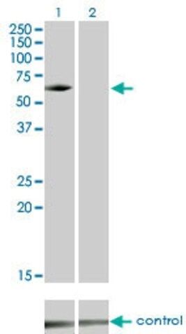 Monoclonal Anti-IRAK3, (C-terminal) antibody produced in mouse