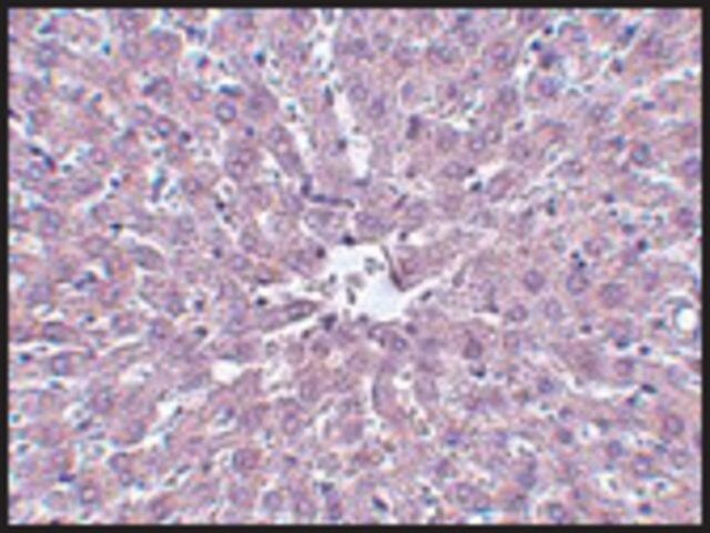 Monoclonal Anti-IRAK antibody produced in mouse