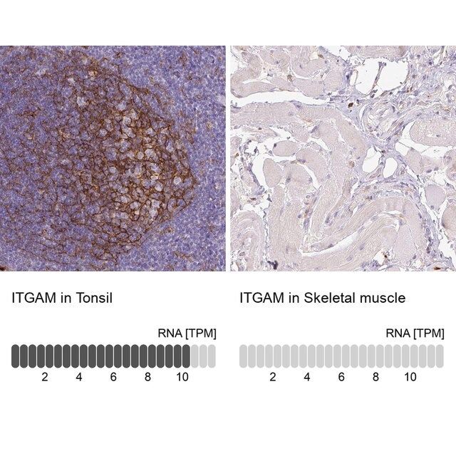 Monoclonal Anti-ITGAM antibody produced in mouse