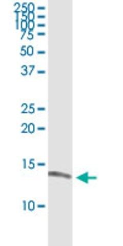 Monoclonal Anti-ISCA1 antibody produced in mouse