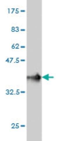 Monoclonal Anti-IRX5 antibody produced in mouse