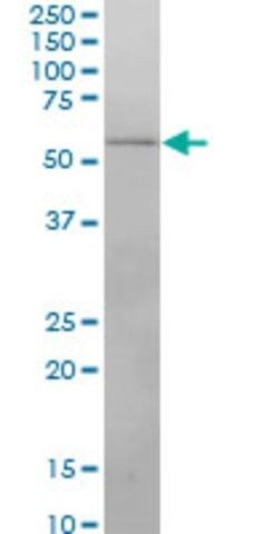 Monoclonal Anti-IRX3 antibody produced in mouse