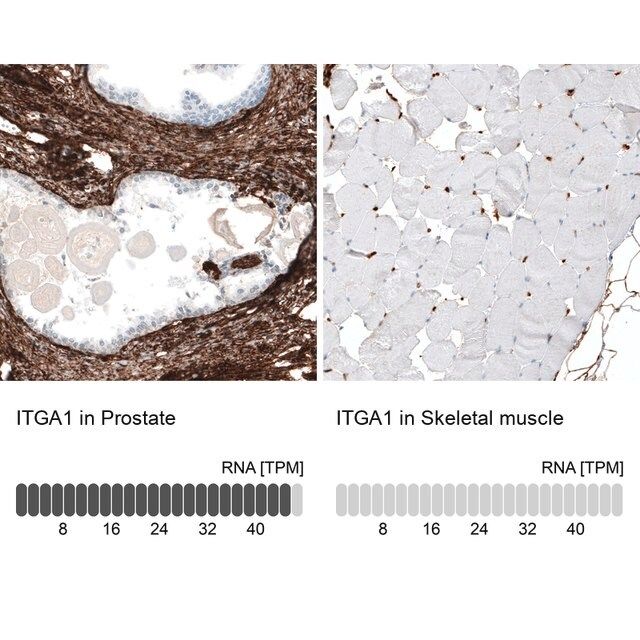 Monoclonal Anti-ITGA1 antibody produced in mouse