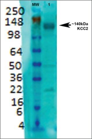 Monoclonal Anti-Kcc2-RPE antibody produced in mouse