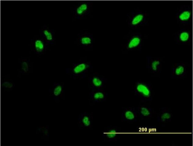 Monoclonal Anti-ISL1 antibody produced in mouse