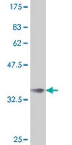 Monoclonal Anti-IRX3 antibody produced in mouse