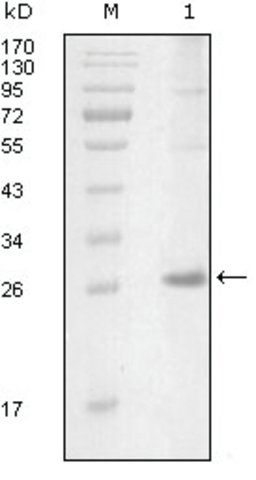 Monoclonal Anti-ITK antibody produced in mouse