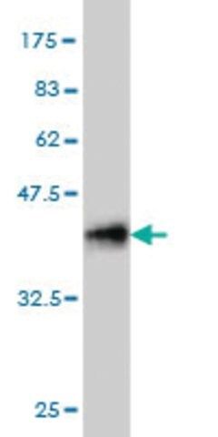 Monoclonal Anti-IRX5 antibody produced in mouse