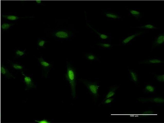 Monoclonal Anti-IPF1 antibody produced in mouse