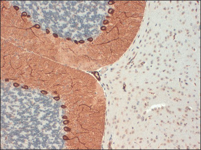 Monoclonal Anti-ITPR1 antibody produced in mouse