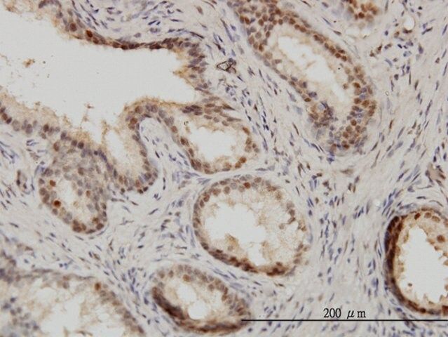 Monoclonal Anti-ISGF3G antibody produced in mouse