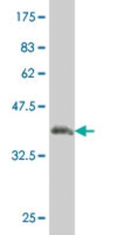 Monoclonal Anti-JAG1 antibody produced in mouse