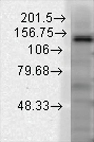 Monoclonal Anti-KCNT1 antibody produced in mouse