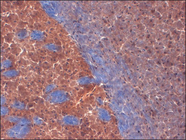 Monoclonal Anti-KCNA2 antibody produced in mouse