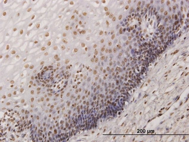 Monoclonal Anti-KHSRP antibody produced in mouse