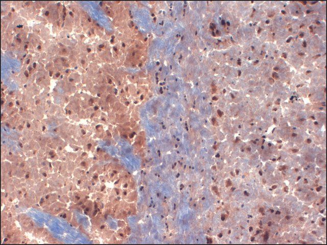 Monoclonal Anti-KCNA1 antibody produced in mouse