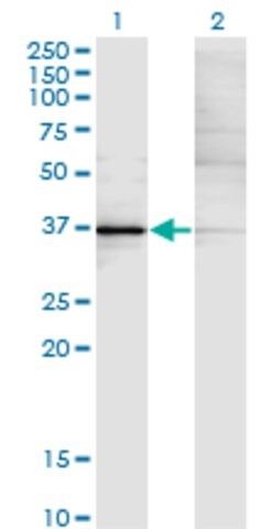 Monoclonal Anti-KLF15, (N-terminal) antibody produced in mouse