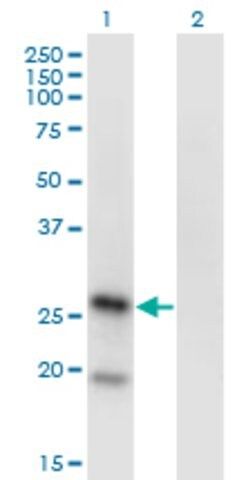 Monoclonal Anti-KLRA1 antibody produced in mouse