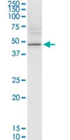 Monoclonal Anti-KCNJ15 antibody produced in mouse