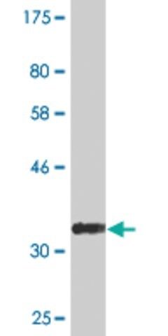 Monoclonal Anti-KCNA1, (C-terminal) antibody produced in mouse