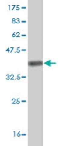 Monoclonal Anti-KHSRP antibody produced in mouse