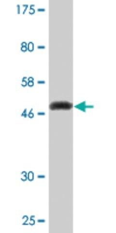 Monoclonal Anti-KCNIP1 antibody produced in mouse