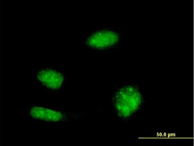 Monoclonal Anti-KHSRP antibody produced in mouse