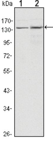 Monoclonal Anti-KDM3A antibody produced in mouse