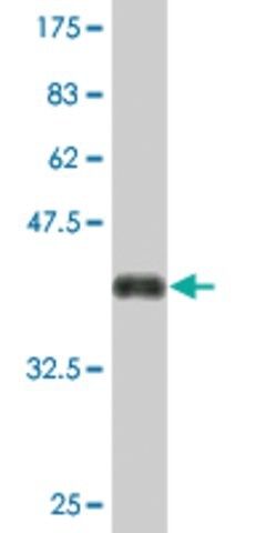 Monoclonal Anti-KIAA1199 antibody produced in mouse