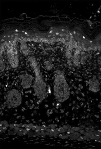 Monoclonal Anti-KCNJ2 antibody produced in mouse