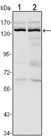 Monoclonal Anti-KDM3A antibody produced in mouse