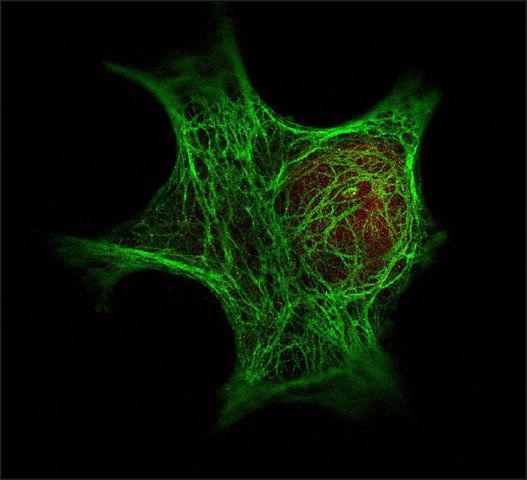 Monoclonal Anti-Keratin antibody produced in mouse