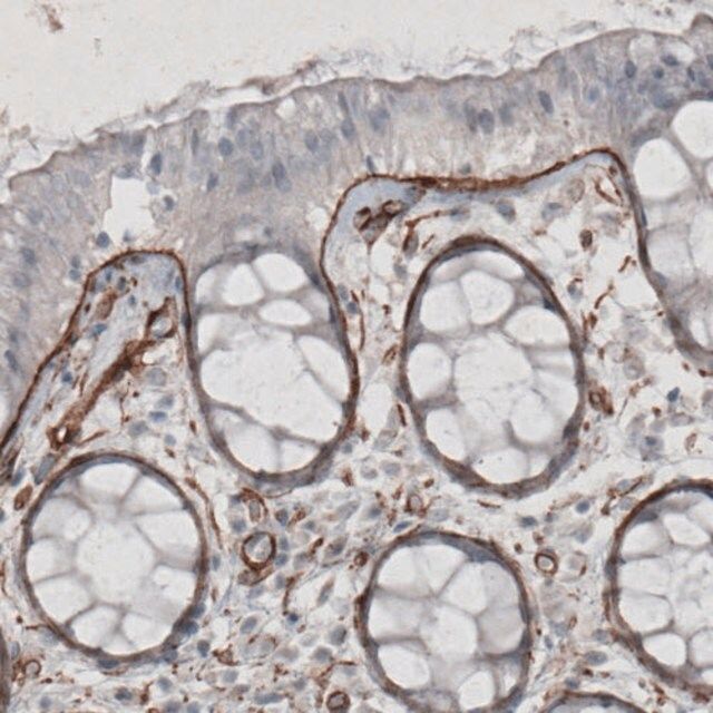 Monoclonal Anti-LAMC1 antibody produced in mouse