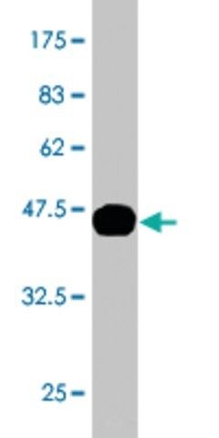 Monoclonal Anti-KLK10, (C-terminal) antibody produced in mouse