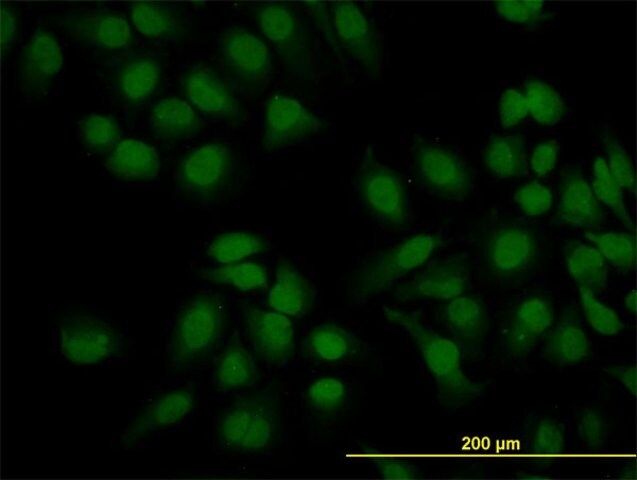 Monoclonal Anti-KIAA2002 antibody produced in mouse