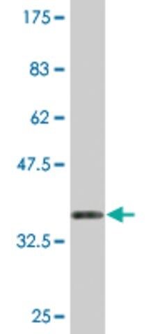 Monoclonal Anti-KCNMB3 antibody produced in mouse