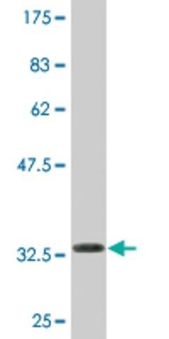 Monoclonal Anti-KLP1, (N-terminal) antibody produced in mouse