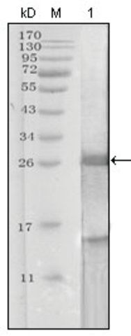 Monoclonal Anti-KLK3 antibody produced in mouse