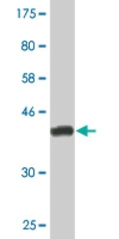 Monoclonal Anti-KLRC4 antibody produced in mouse