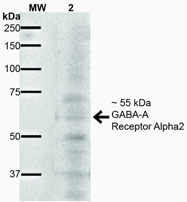 Monoclonal Anti-GABA A Receptor-Atto 488 antibody produced in mouse