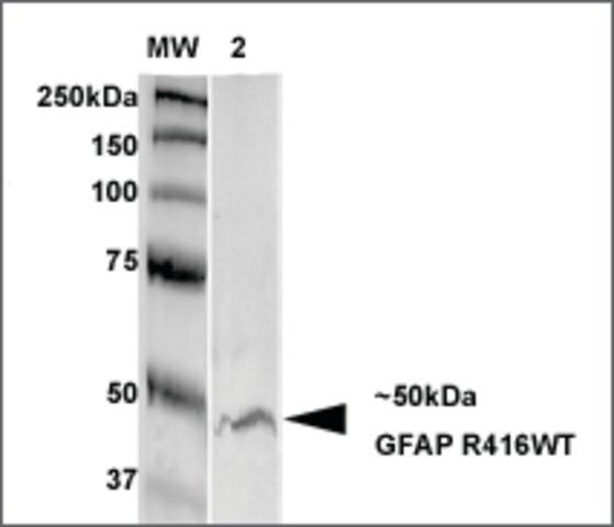 Monoclonal Anti-Gfap-Fitc antibody produced in mouse