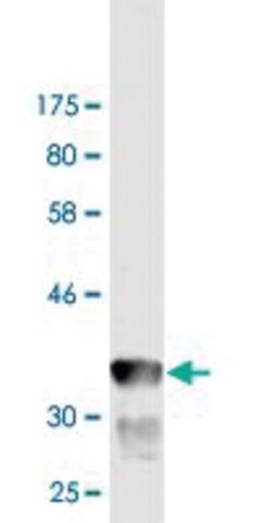 Monoclonal Anti-GRID1 antibody produced in mouse