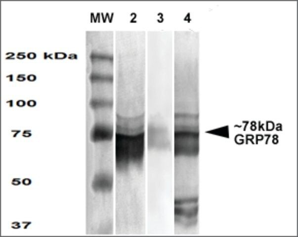 Monoclonal Anti-Grp78-Atto 594 antibody produced in mouse