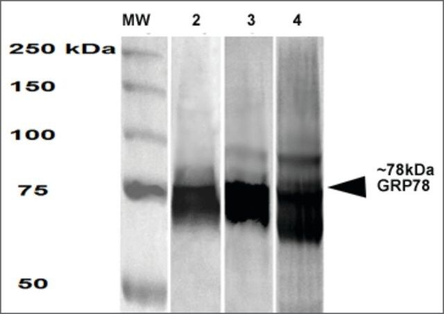 Monoclonal Anti-Grp78-Atto 594 antibody produced in mouse