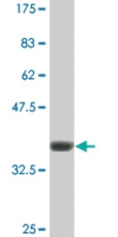 Monoclonal Anti-GRM7 antibody produced in mouse