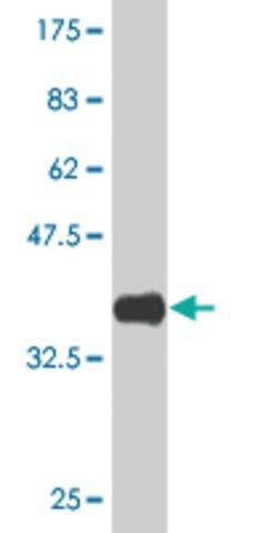 Monoclonal Anti-GRINL1A, (C-terminal) antibody produced in mouse