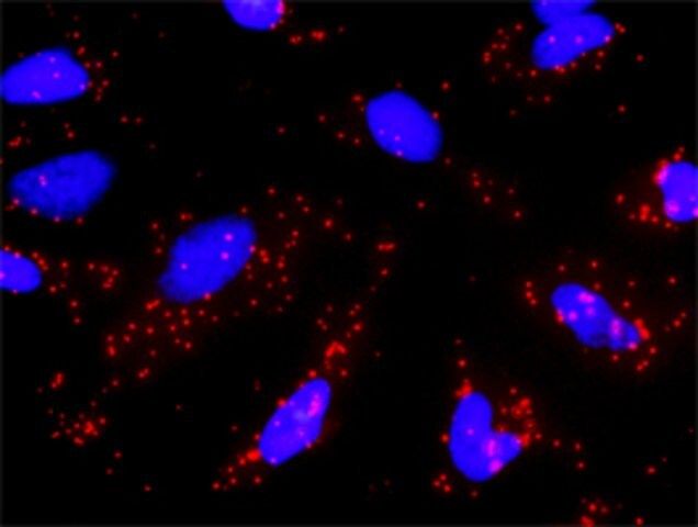 Monoclonal Anti-GRIN2B antibody produced in mouse